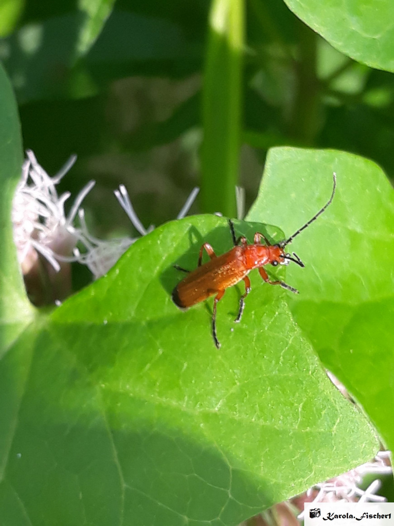 Käfer 