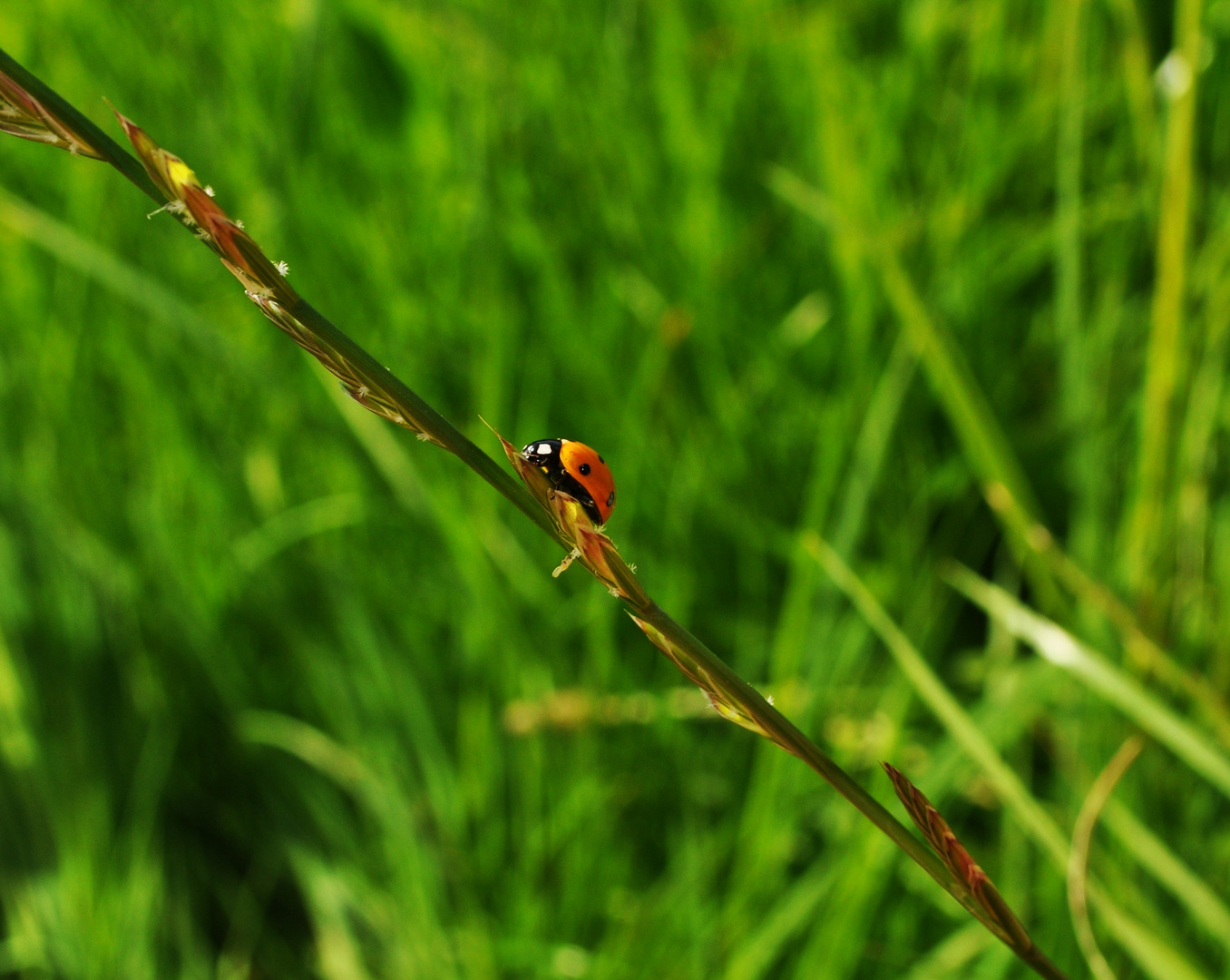 Käfer