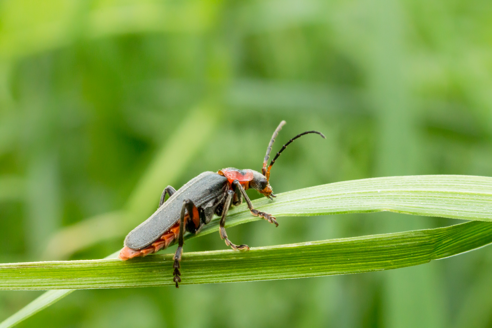 Käfer