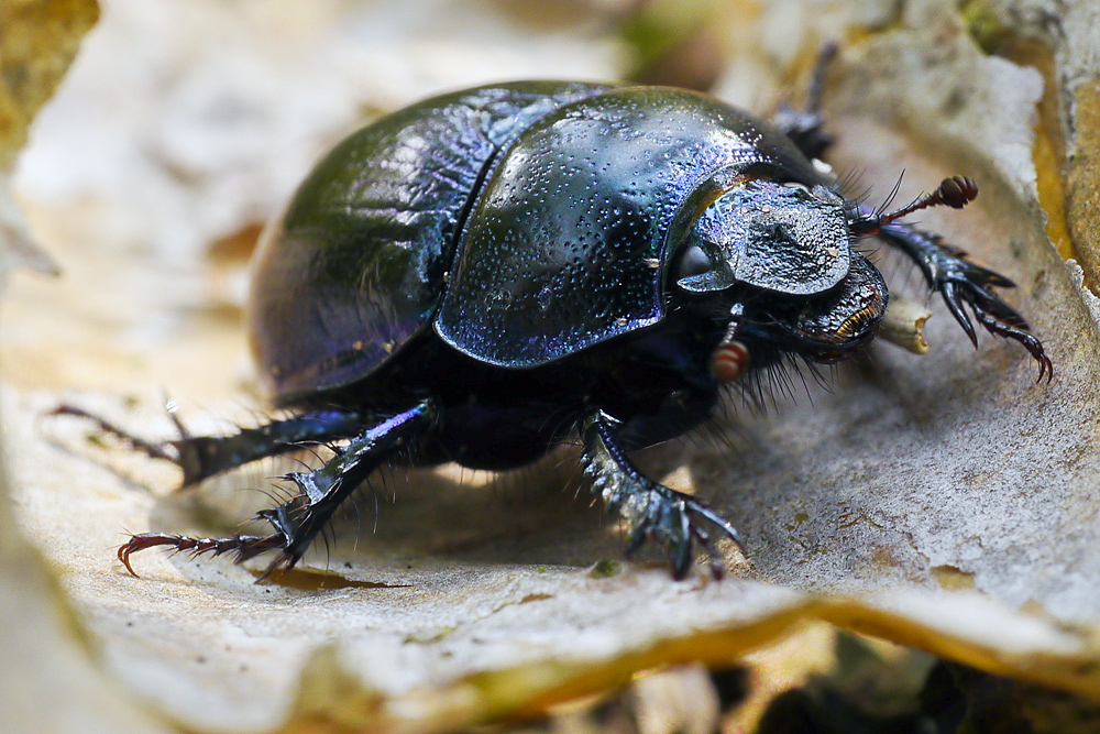 Käfer