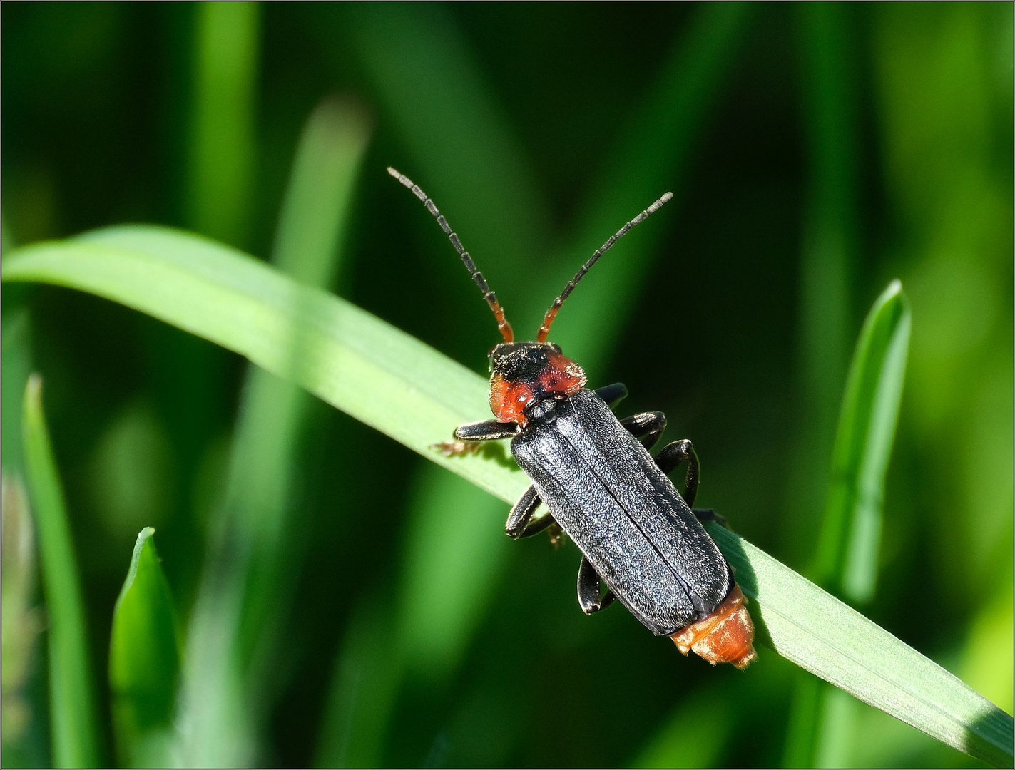 Käfer