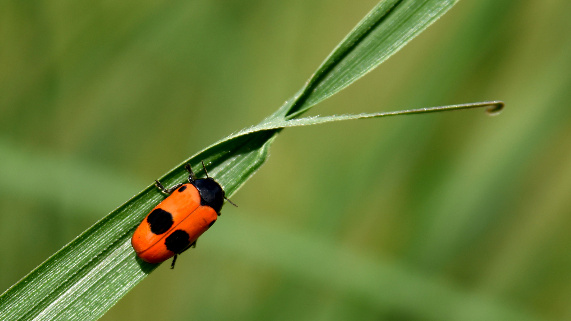 Käfer