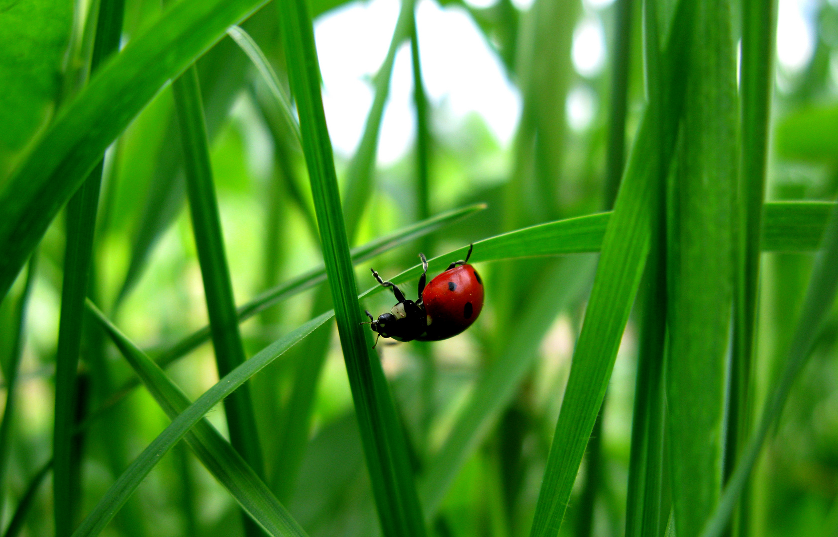 Käfer