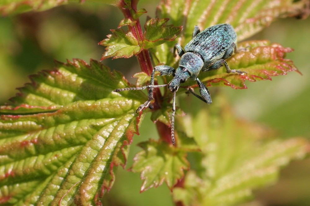 Käfer