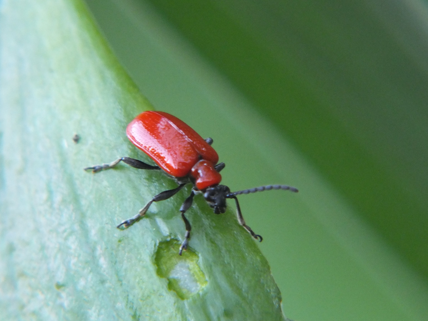 Käfer