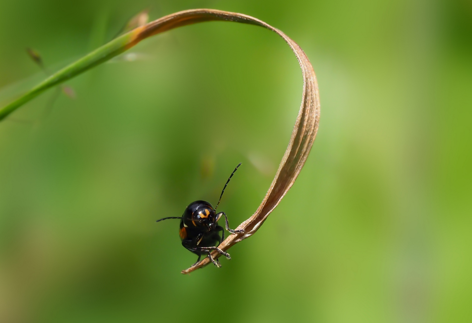 Käfer 