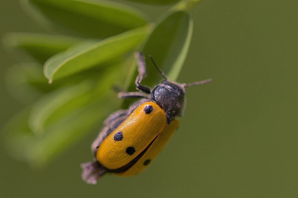 Käfer