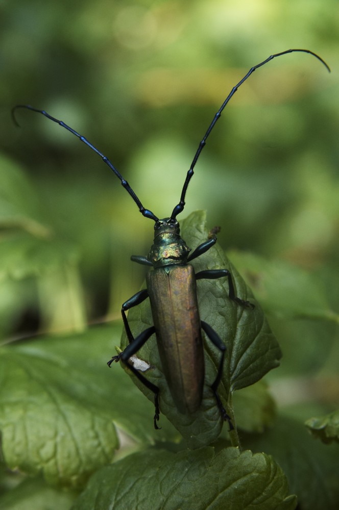 Käfer