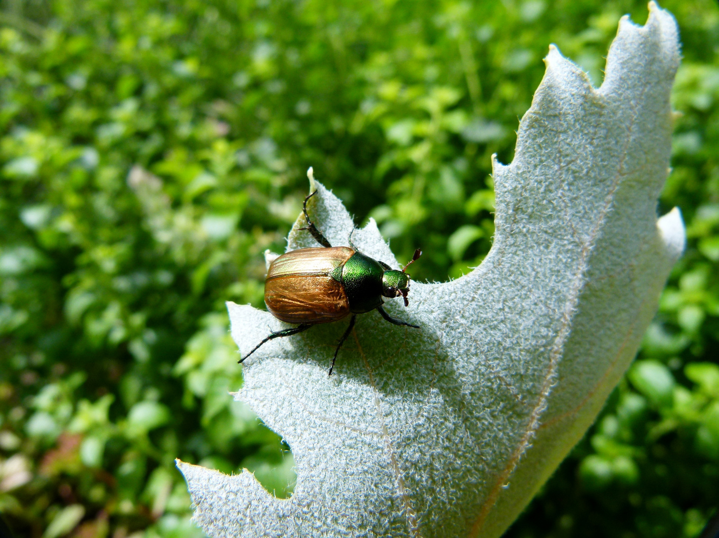 Käfer