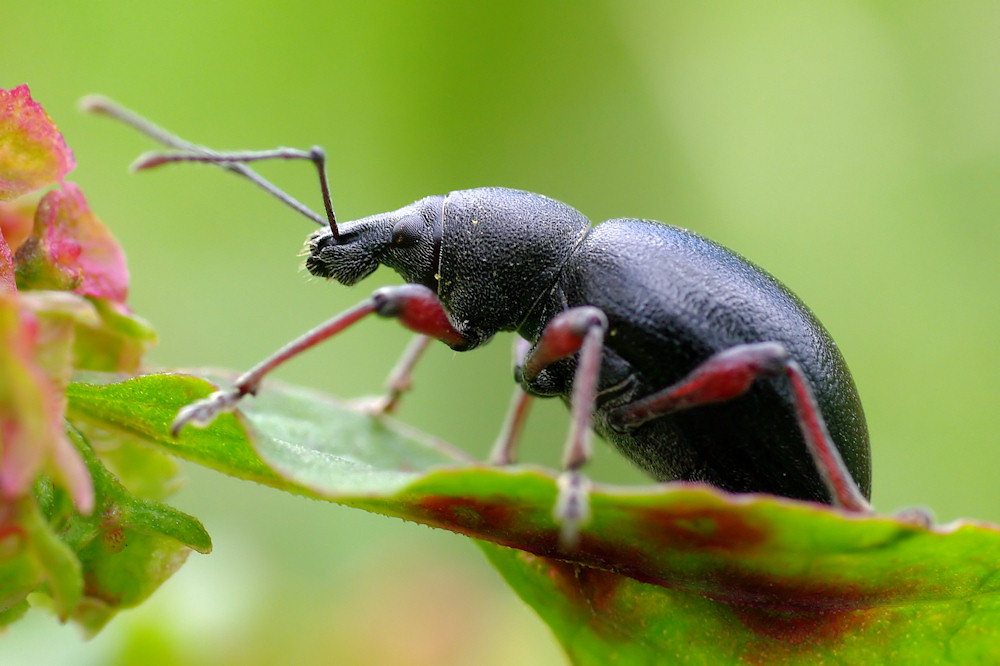 Käfer