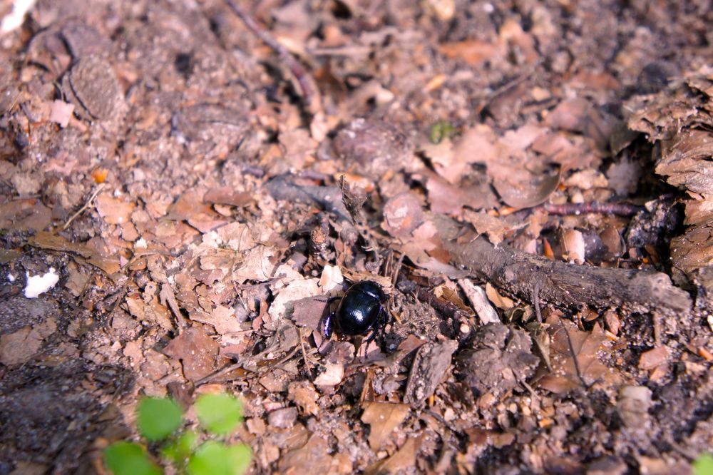 Käfer von evamame