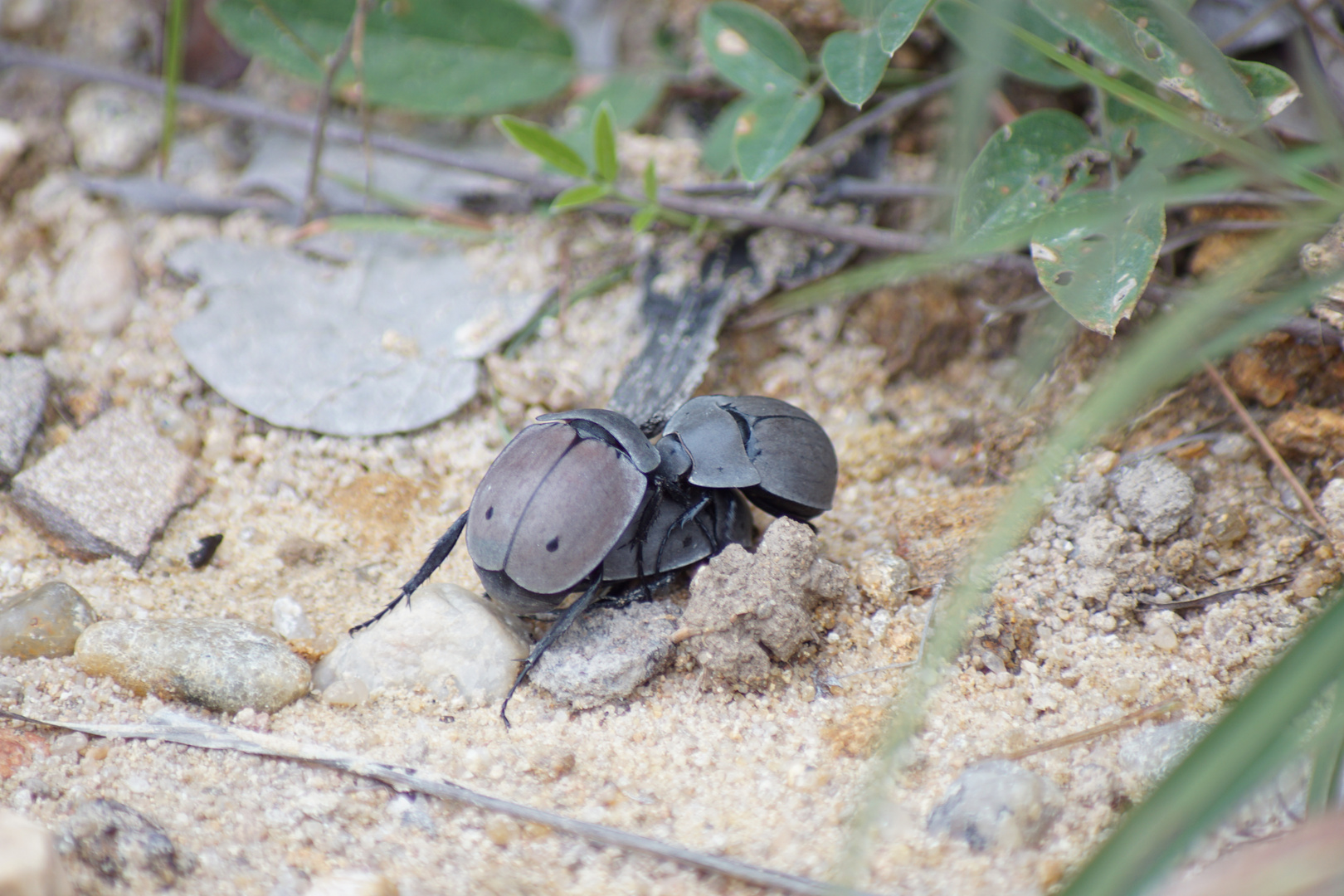 Käfer