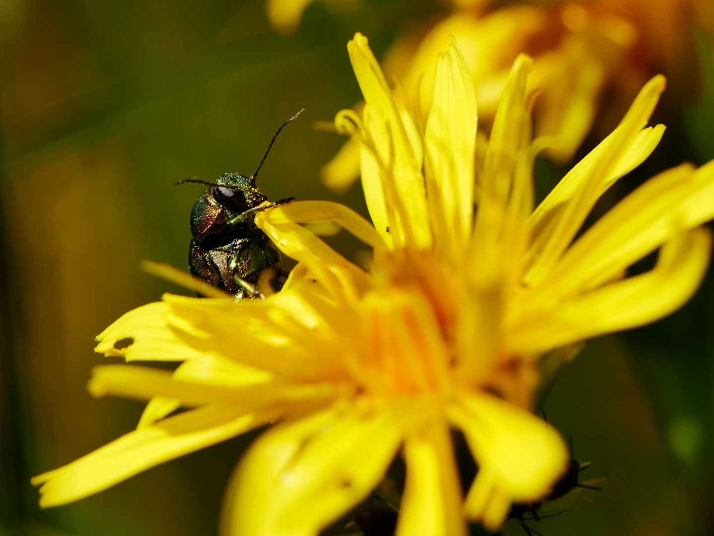 Käfer