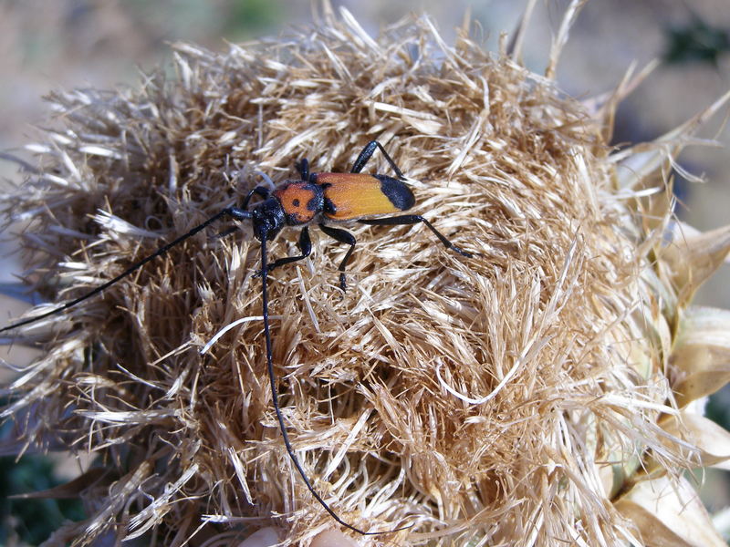 Käfer