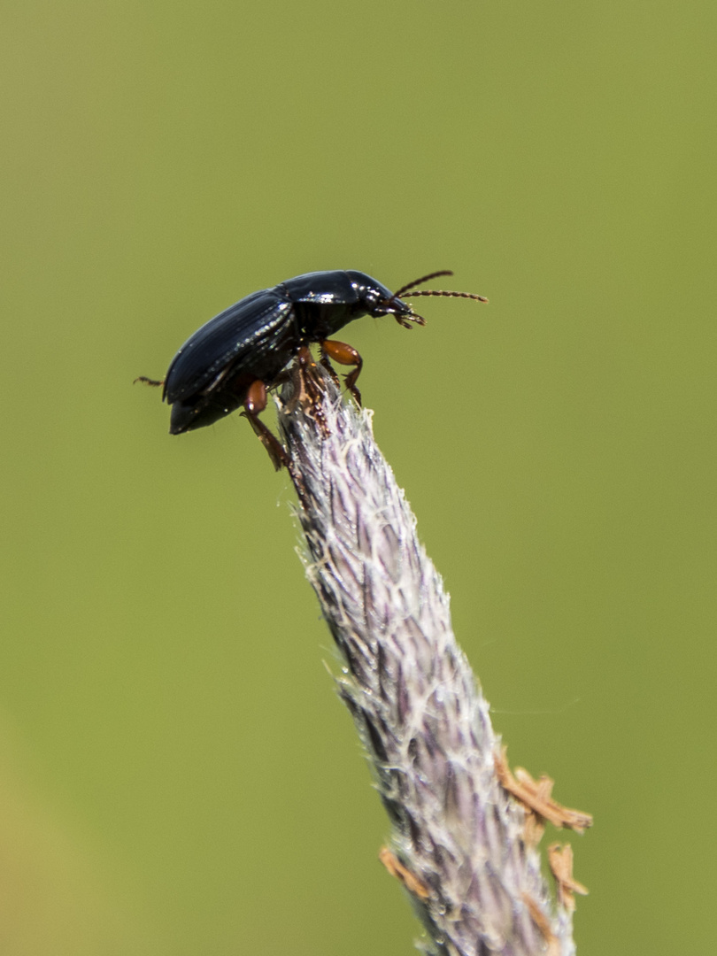 Käfer