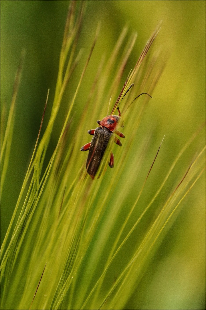 Käfer