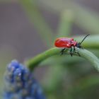 Käfer!