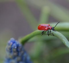 Käfer!