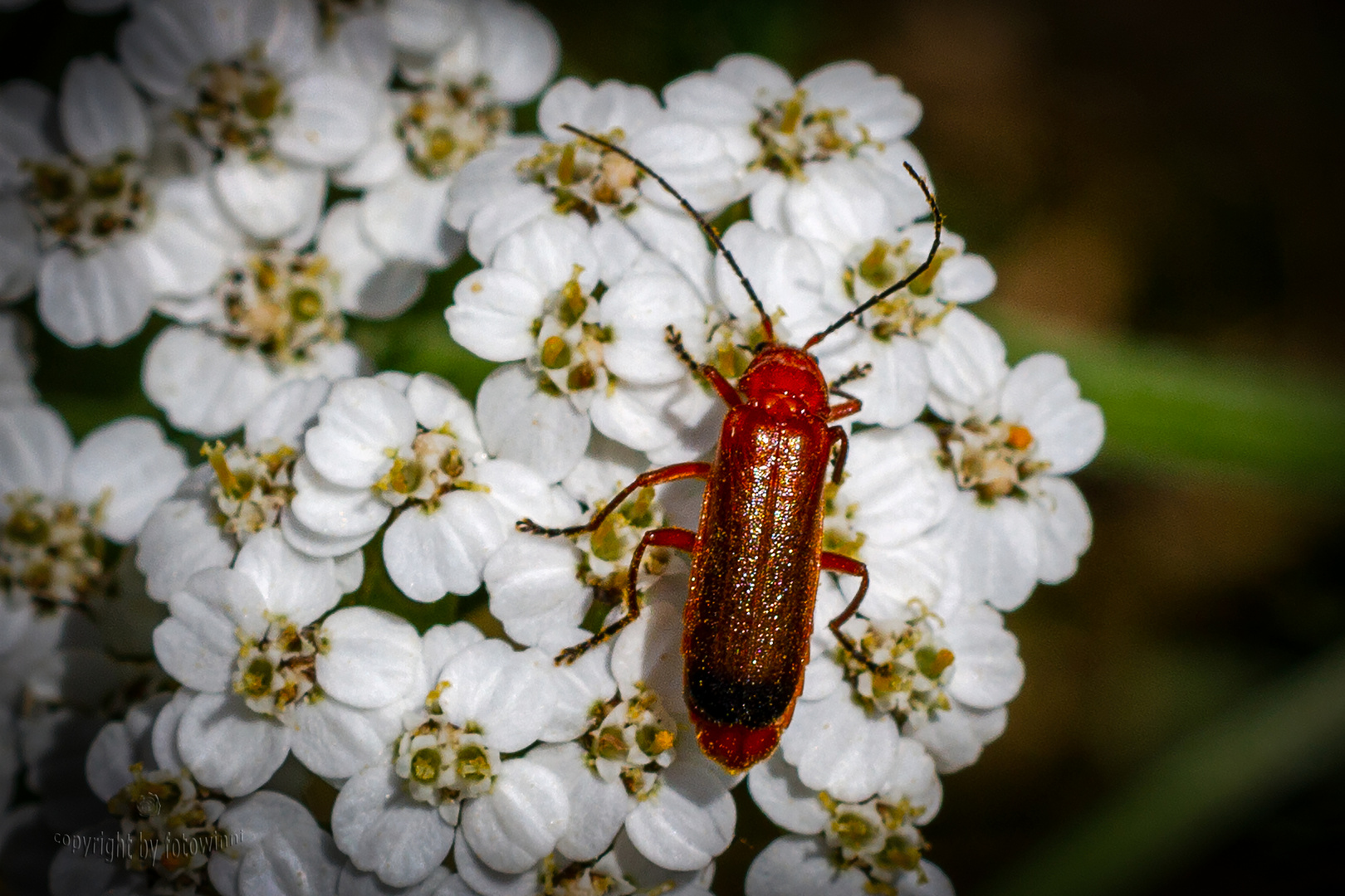 Käfer