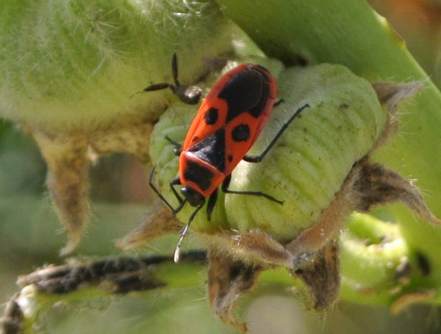 Käfer 