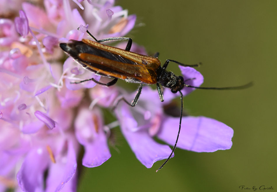 Käfer