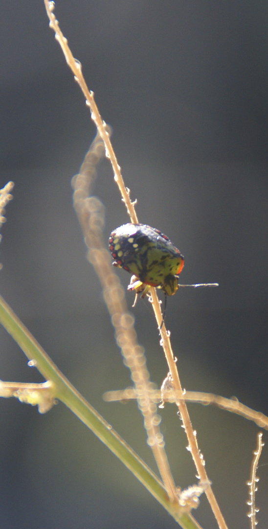 käfer