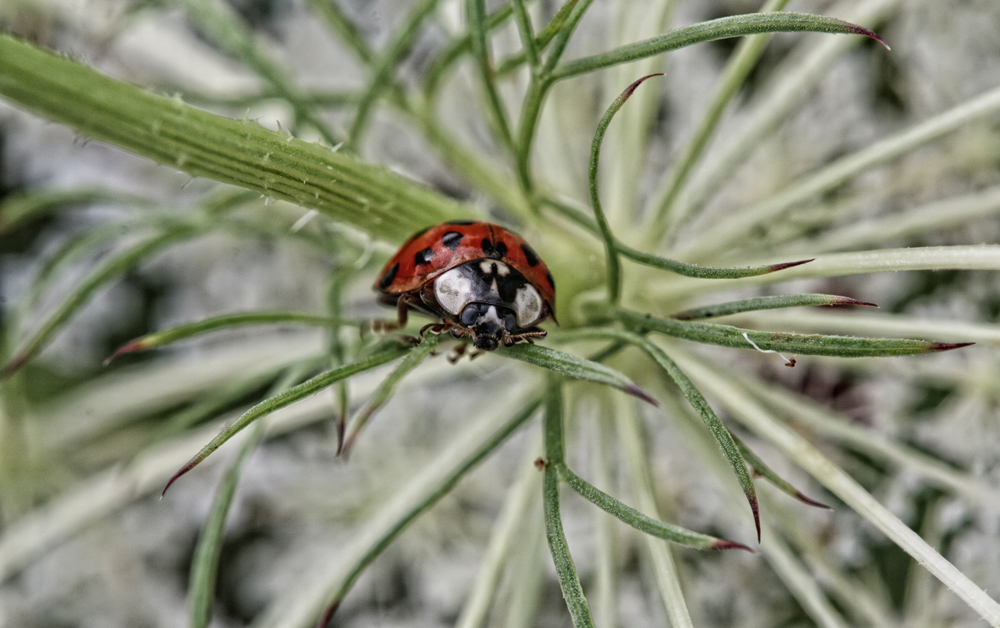 Käfer