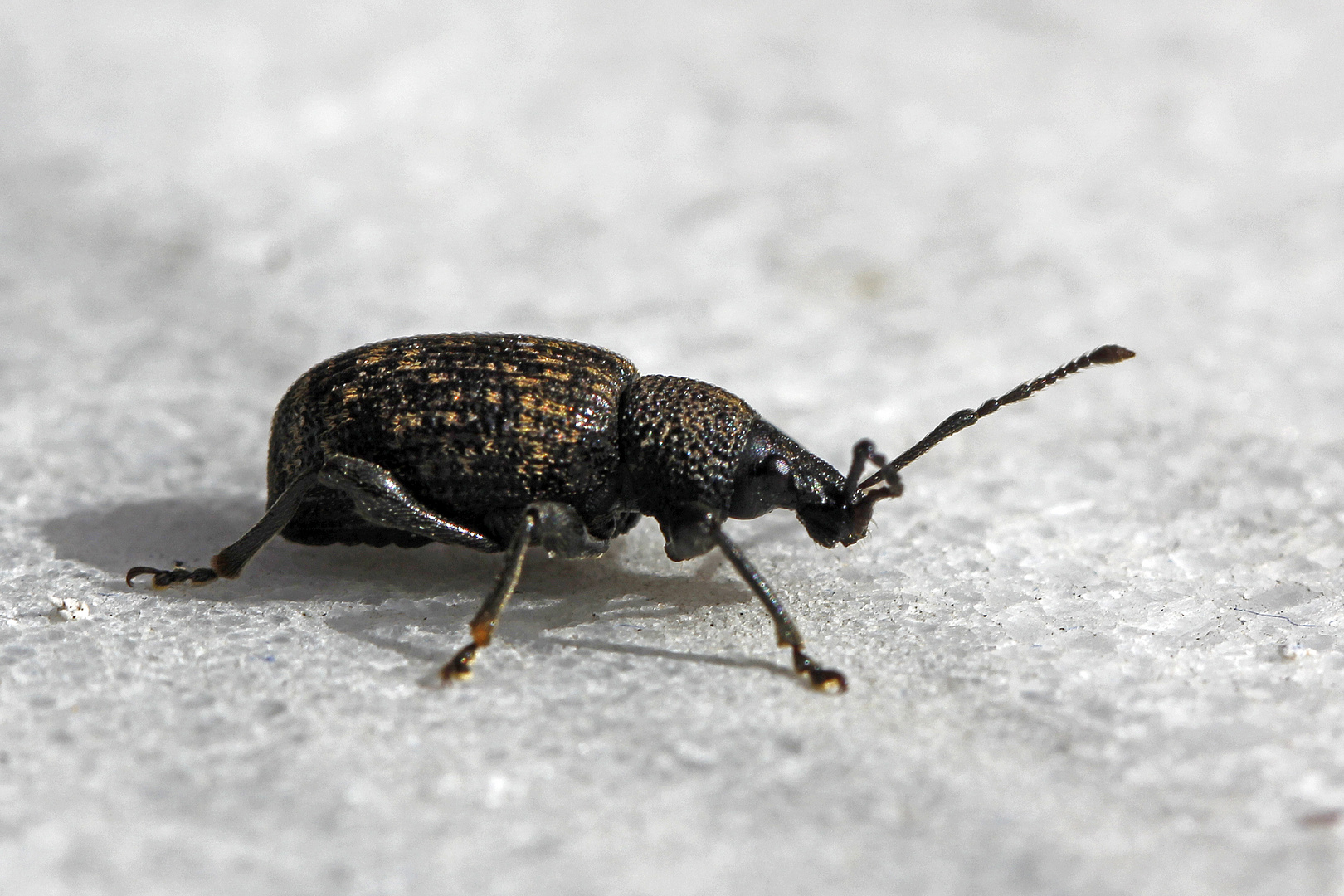 Käfer; aber welcher?