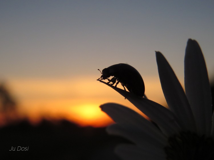 Käfer am Abend