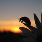 Käfer am Abend