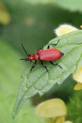 Käfer am Abgrund