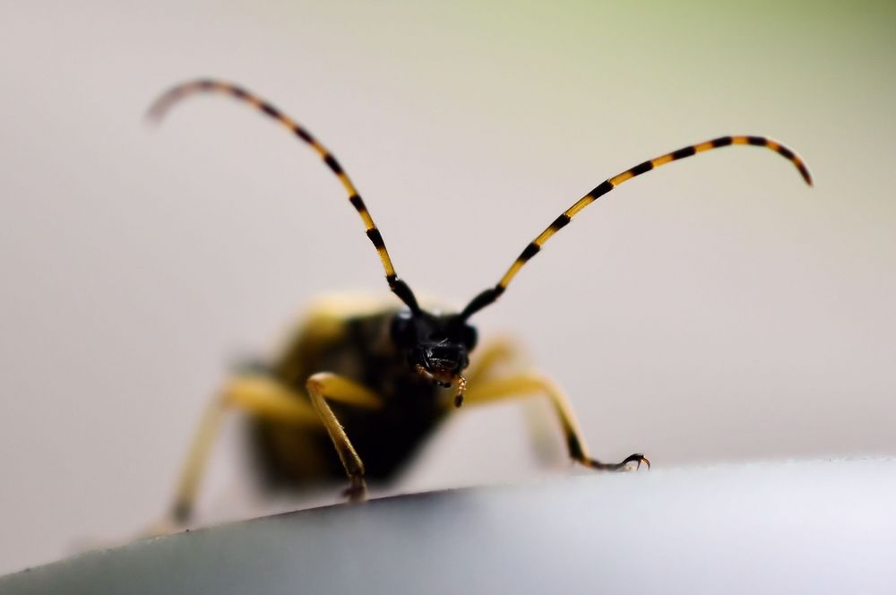 Käfer am Autospiegel