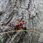 Käfer am Baum
