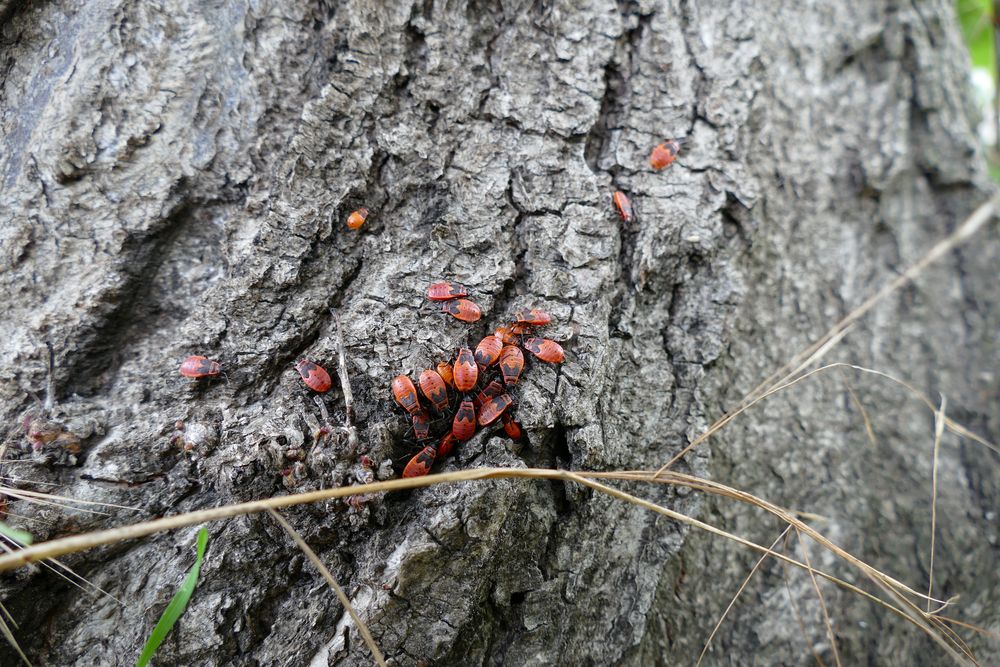 Käfer am Baum