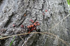 Käfer am Baum