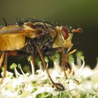 Käfer am Fuß