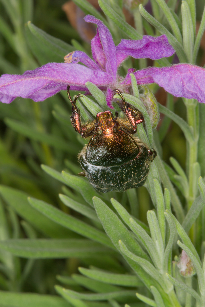 Käfer am Lavendel