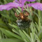 Käfer am Lavendel