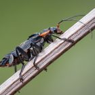 käfer am morgen