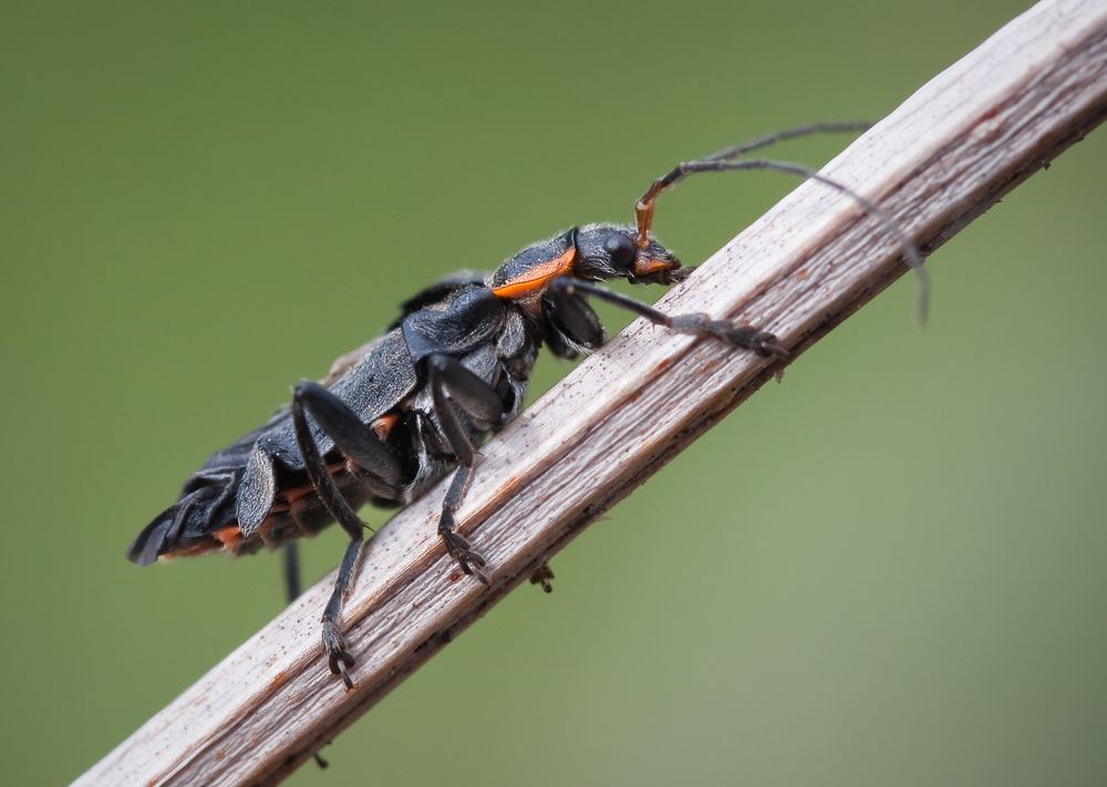 käfer am morgen