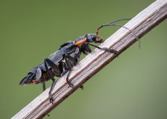 käfer am morgen