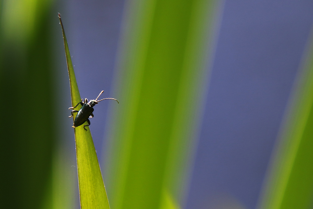 Käfer am Schilfblatt