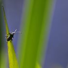 Käfer am Schilfblatt