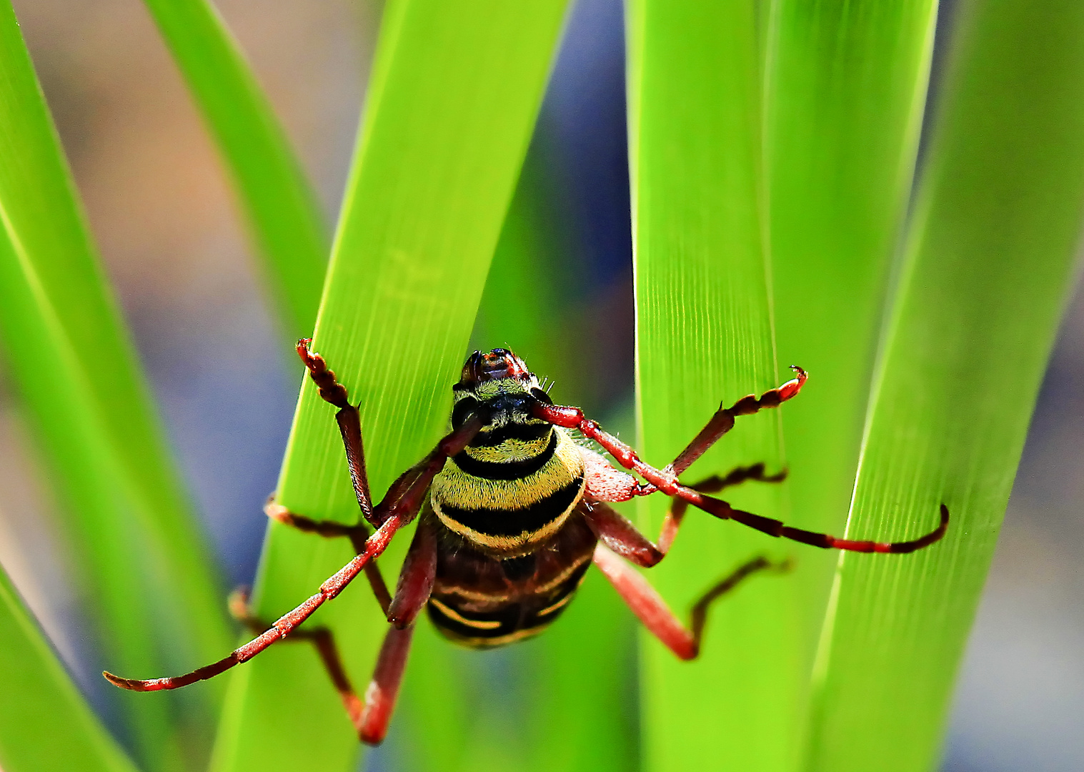 Käfer am Teich Foto & Bild makro, natur Bilder auf