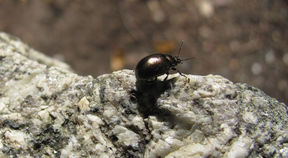 Käfer an der Kante