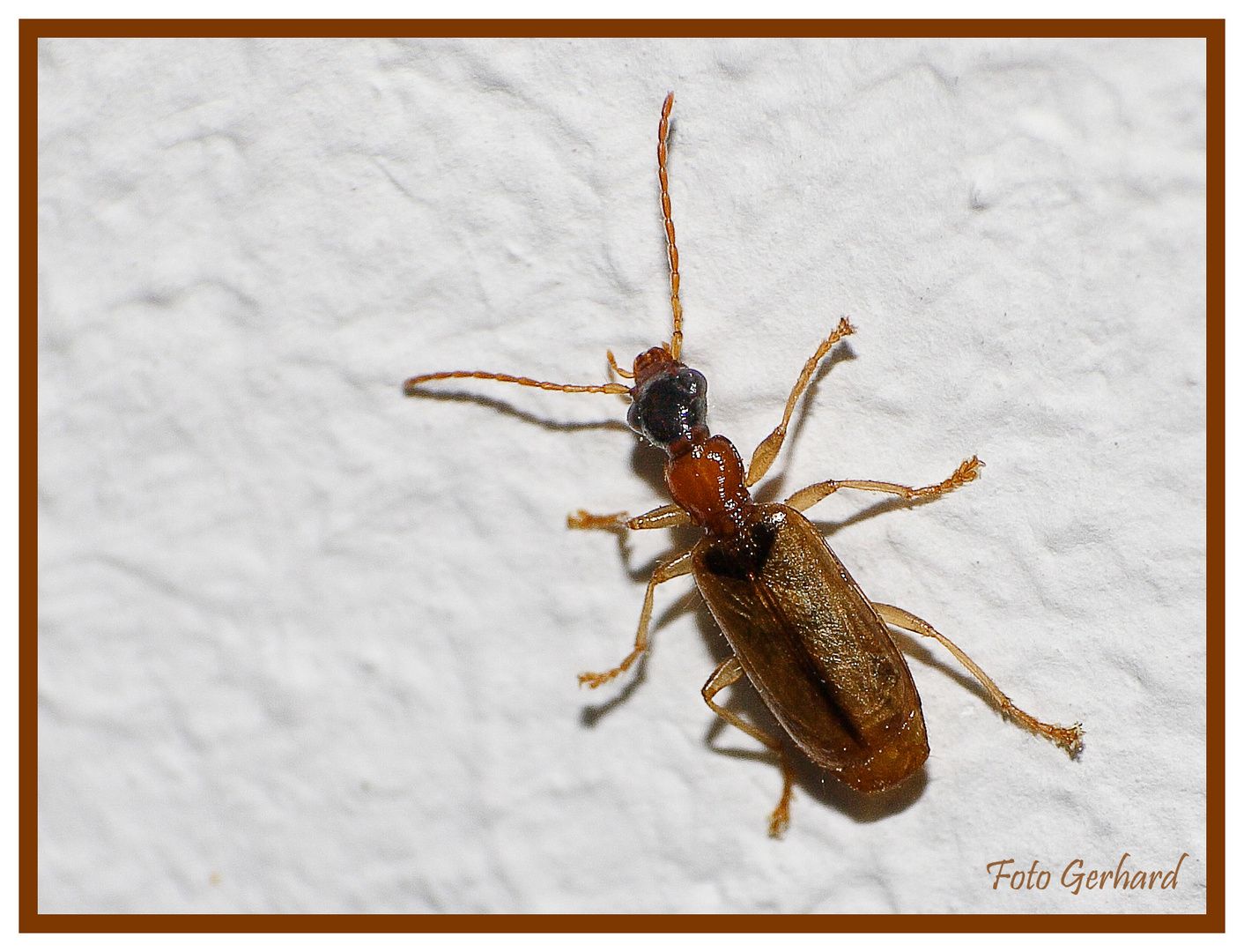 Käfer an der Weiße Wand