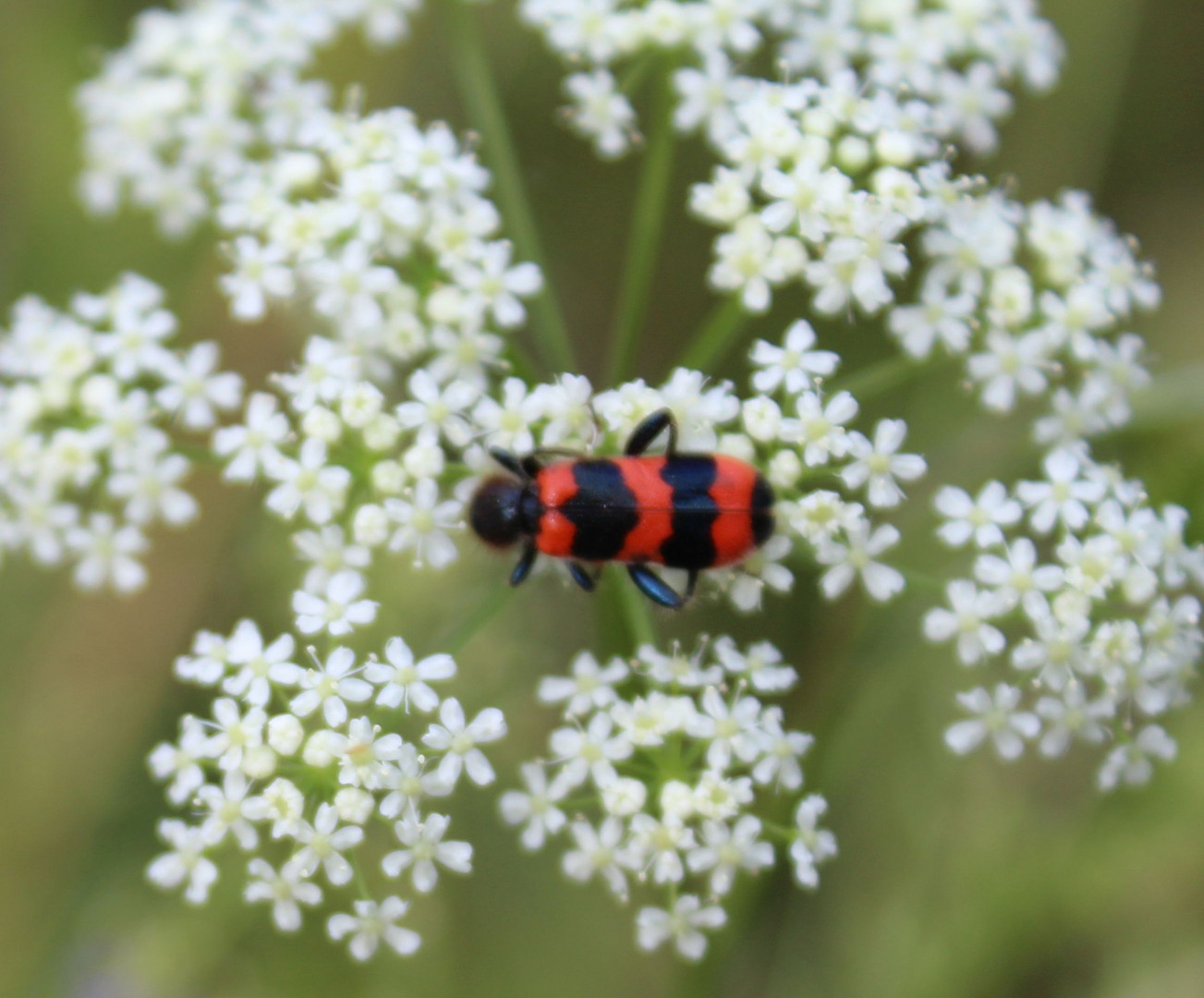 Käfer an Doldenblüte