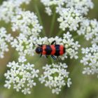 Käfer an Doldenblüte