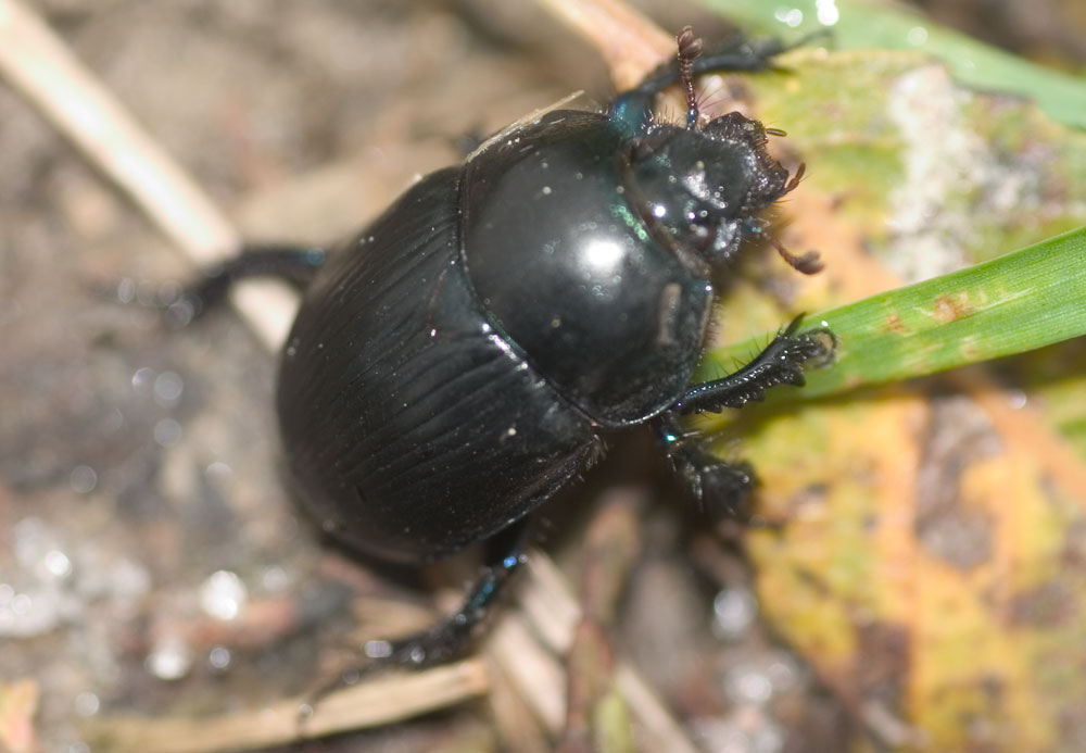 Käfer an Herbstlaub