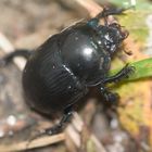 Käfer an Herbstlaub